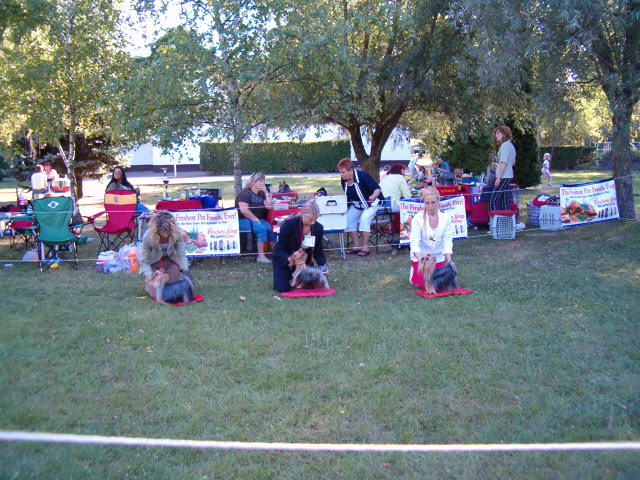 2006.09.09. Hungria Yorkshire Terrier Club  CAC-klubkillts nylt osztlyos szukk kitn 1 CAC  EMOTION OF LITTLE BUNNY FU FU