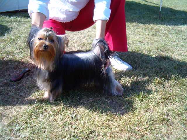 2006.09.09. Hungria Yorkshire Terrier Club  CAC-klubkillts  Ice Pop of Little Bunny FuFu 