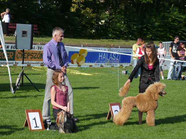 Talisman of Maryon's Home Junior Handler I. Felvezet: Fldesi Vanessa  (kb. 10 kutybl)