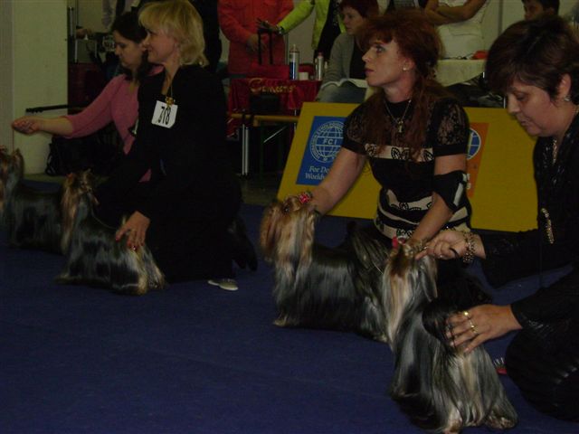 Word Dog Show 2009 Pozsony, 33 nvendk kanbl els 9 kitnbe sorolva TALISMAN OF MARYON'S HOME