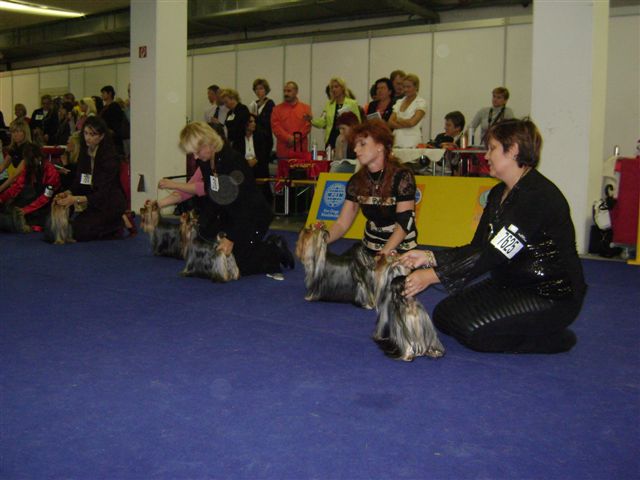 Word Dog Show 2009 Pozsony, 33 nvendk kanbl els 9 kitnbe sorolva TALISMAN OF MARYON'S HOME