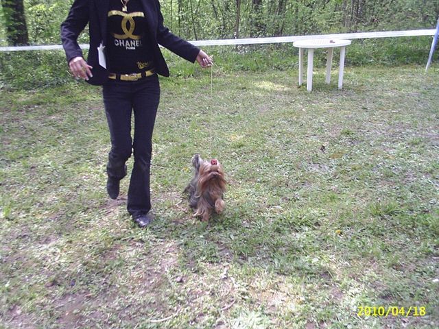 2xJCH,CH Quazi of Little Bunny Fu Fu Kitn 1. CAC MEOE NEW HUNGARIA CHAMPION!!!