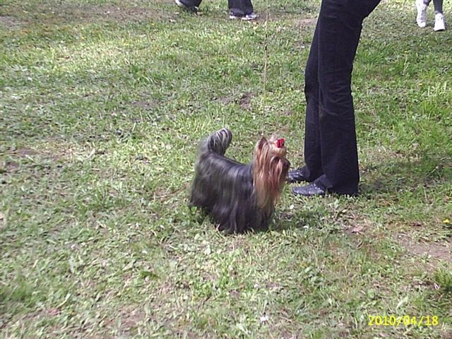 2xJCH,CH Quazi of Little Bunny Fu Fu Kitn 1. CAC MEOE NEW HUNGARIA CHAMPION!!!