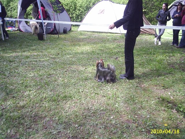 2xJCH,CH Quazi of Little Bunny Fu Fu Kitn 1. CAC MEOE NEW HUNGARIA CHAMPION!!!