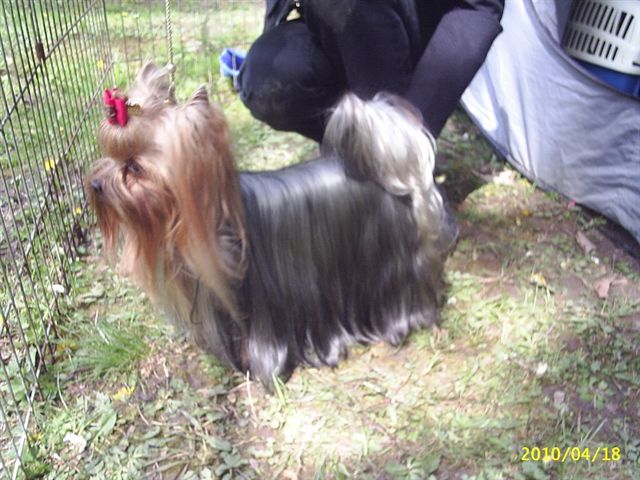 2xJCH,CH Quazi of Little Bunny Fu Fu Kitn 1. CAC MEOE NEW HUNGARIA CHAMPION!!!