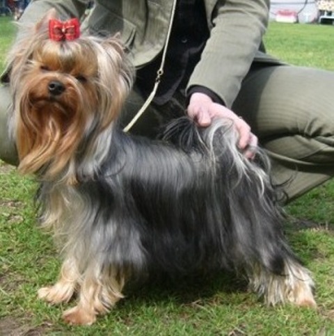 Ferrari Enzo of Maryon's Home (male)Kitn 1. HPJ