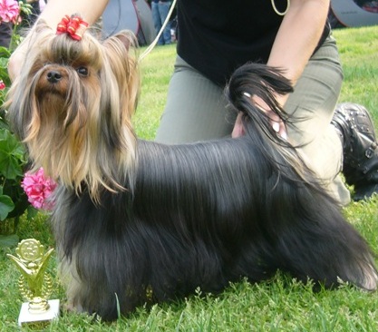 Ice Baby lnya:Chanel of Little Blue Diamonds Kitn 1. HPJ NEW HUNGARIA JUNIOR CHAMPION!