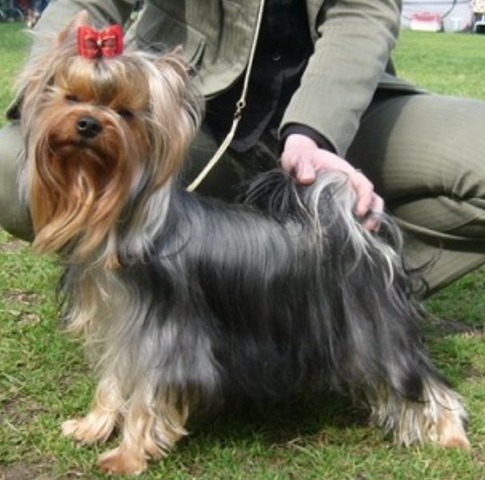 Ferrari Enzo of Maryon's Home (male) kitn 1.HPJ, MEOE NEW HUNGARIA JUNIOR CHAMPION!