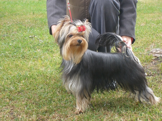 JCH Action Man of Little Bunny Fu Fu (male) 9 hnapos korban Srb Junior Champion! Klyk osztly: 5x Nagyon gretes!