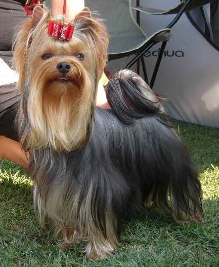 Srb JCH, HJCH Action Man Of Little Bunny Fu Fu Excellent 1. HPJ, Best Junior (hrom fiatal kanbl) 12 hnapos korban NEW HUNGARIA JUNIOR CHAMPION!