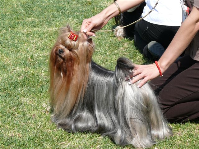 Multi CH Talisman (male) Champion osztly Excellent 1. CAC