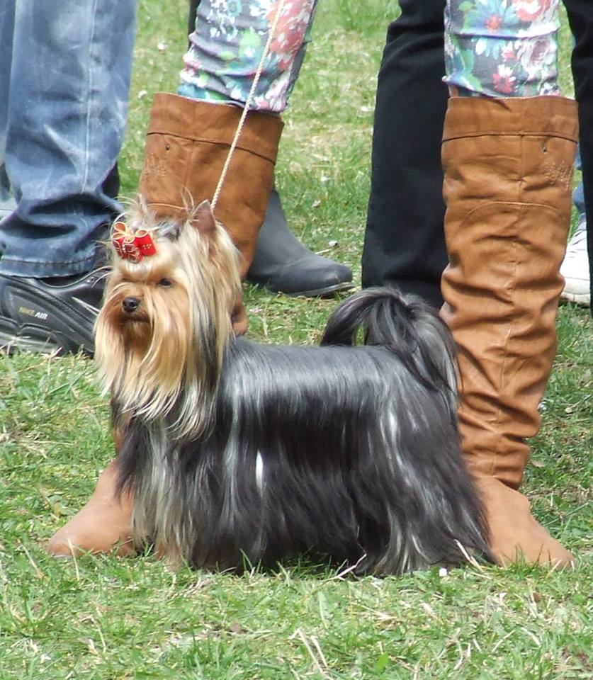 Lotti of Little Bunny Fu Fu Excellent HPJ, Best Junior, New HUNGARIA JUNIOR CHAMPION!