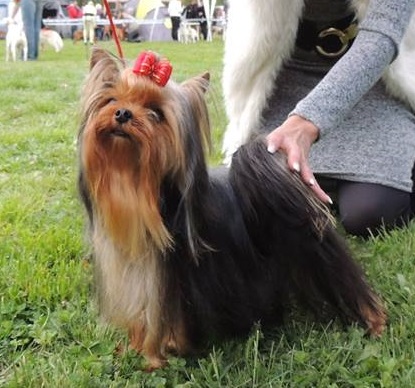 HJCH Shakira of Little Bunny Fu Fu Excellent 1. CAC, NEW HUNGARIA JUNIOR CHAMPION!