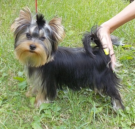 ESTEBAN OF BOGARS BELGALLUS (import male 5 month old)