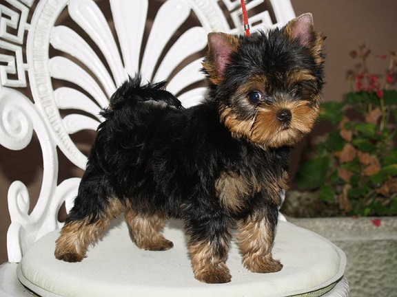 X-Man of Little Bunny Fu Fu (Sold) French Devil of L.B.FuFu & HJCH Shakira of L.B.FuFu born:2016.07.08.